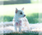 Small Photo #113 Chihuahua Puppy For Sale in WARSAW, IN, USA