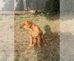 Puppy Puppy 7 purple Golden Retriever