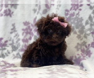 ShihPoo Puppy for sale in LAKELAND, FL, USA