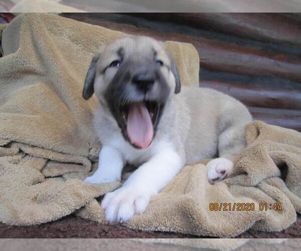 Medium Photo #31 Anatolian Shepherd-Maremma Sheepdog Mix Puppy For Sale in LECANTO, FL, USA