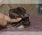 Small Photo #7 Schnauzer (Miniature) Puppy For Sale in MADERA, CA, USA