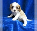 Small Photo #1 Cavalier King Charles Spaniel Puppy For Sale in NORWOOD, MO, USA