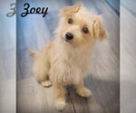 Zoey - Female Poodle (Miniature)-Unknown Mix Dog for Adoption - Small photo