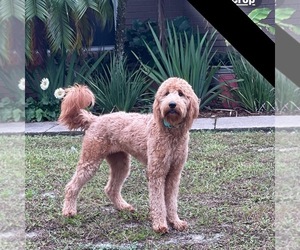 Mother of the Goldendoodle puppies born on 07/04/2025