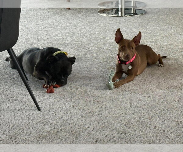 Medium Photo #4 Mutt Puppy For Sale in Salt Lake City, UT, USA