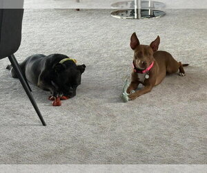 Goldie - Female Mutt Dog for Adoption - Photo #4