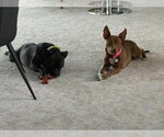 Small Photo #4 Mutt Puppy For Sale in Salt Lake City, UT, USA