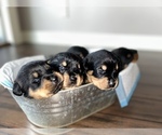 Small Photo #4 Rottweiler Puppy For Sale in PORTLAND, OR, USA