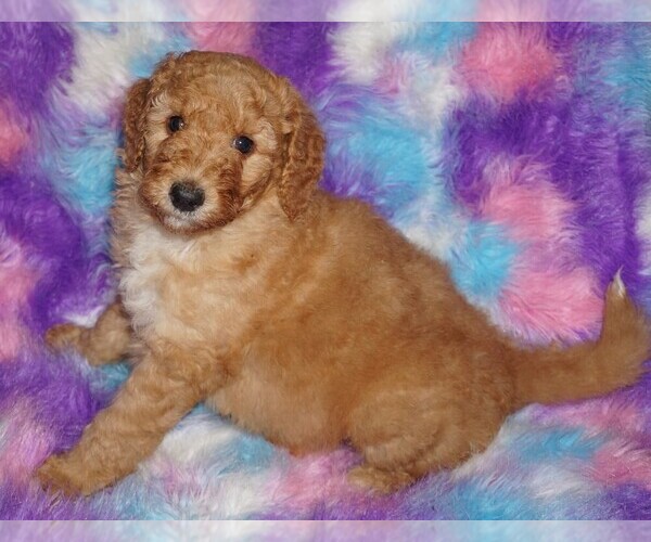 Medium Photo #1 Labradoodle Puppy For Sale in LA HABRA, CA, USA