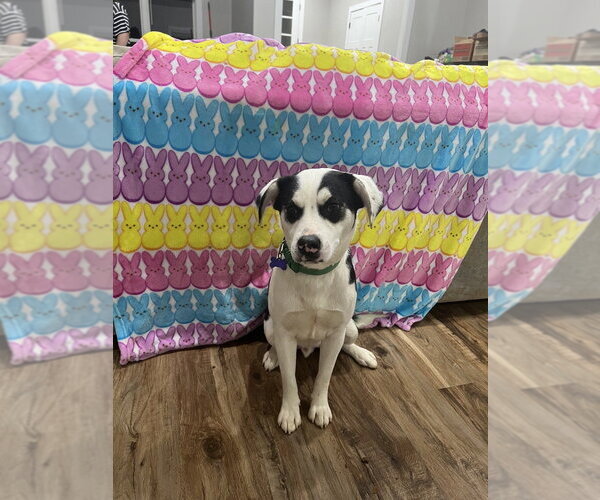 Medium Photo #4 Feist Terrier-Unknown Mix Puppy For Sale in Boston, MA, USA