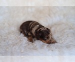 Small #2 Aussiedoodle Miniature 