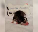 Small Photo #38 Pomsky Puppy For Sale in RAMONA, CA, USA