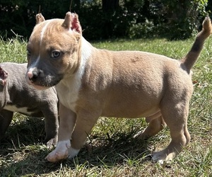 American Bully Puppy for sale in CLINTON, MD, USA