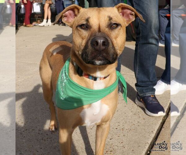 Medium Photo #4 Retriever -Unknown Mix Puppy For Sale in Washington, DC, USA