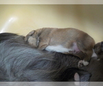 Small Photo #6 Australian Shepherd-Pembroke Welsh Corgi Mix Puppy For Sale in GALLEGOS, NM, USA