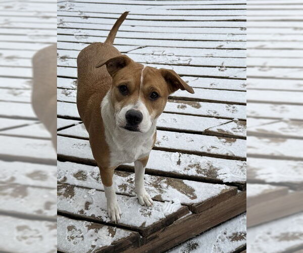 Medium Photo #2 American Staffordshire Terrier-Unknown Mix Puppy For Sale in San Antonio, TX, USA