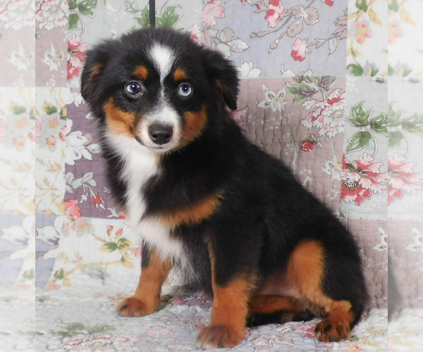 Medium Photo #11 Miniature Australian Shepherd Puppy For Sale in HARRISON, OH, USA