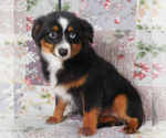 Small #10 Miniature Australian Shepherd