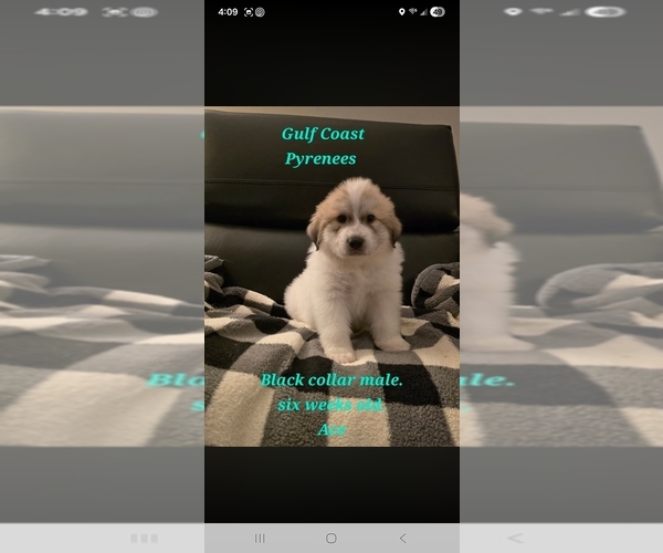 Medium Photo #2 Great Pyrenees Puppy For Sale in BAY SAINT LOUIS, MS, USA