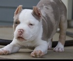 Small Photo #3 American Bully Puppy For Sale in FRANKLIN, KY, USA