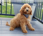 Small #1 Goldendoodle (Miniature)
