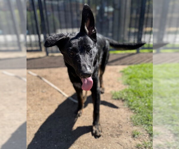 Medium Photo #2 German Shepherd Dog Puppy For Sale in Riverside, CA, USA