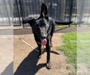 SHELLIE - Female German Shepherd Dog Dog for Adoption - Photo #2