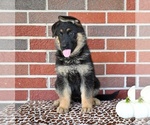 Small #3 German Shepherd Dog