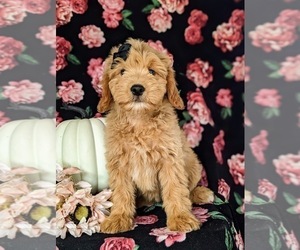 Goldendoodle (Miniature) Puppy for sale in QUARRYVILLE, PA, USA