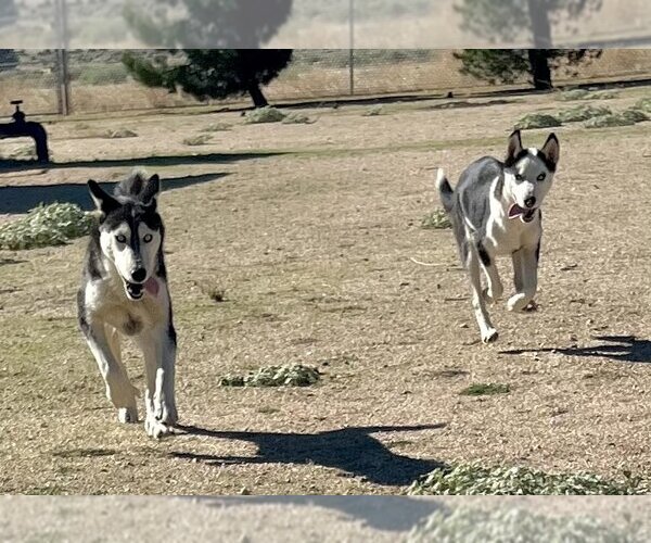 Medium Photo #2 - Mix Puppy For Sale in Lancaster, CA, USA