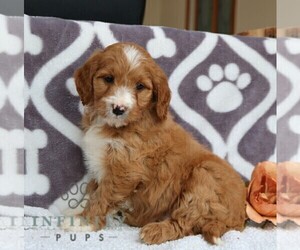 Poodle (Miniature) Puppy for sale in LEOLA, PA, USA