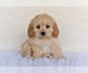 Cock-A-Poo Puppy for sale in MILLERSBURG, OH, USA