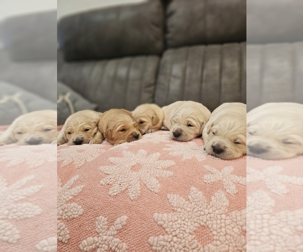 Medium Photo #2 Golden Retriever Puppy For Sale in ELVERTA, CA, USA