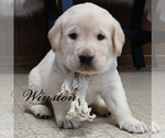 Small #6 Labrador Retriever