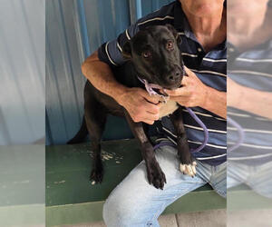 Luna available 10/22 - Female Labrador Retriever-Unknown Mix Dog for Adoption - Photo #4