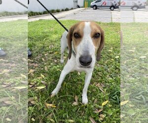 Treeing Walker Coonhound Dogs for adoption in Sanford, FL, USA