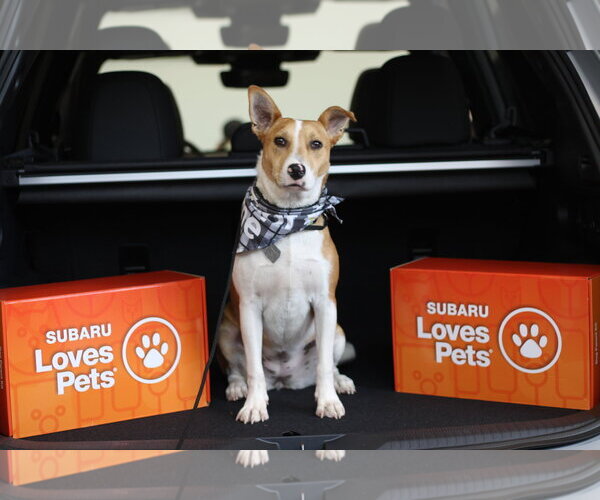 Medium Photo #3 Jack Russell Terrier-Unknown Mix Puppy For Sale in Oakhurst, NJ, USA