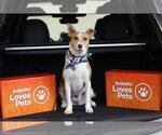 Small Photo #3 Jack Russell Terrier-Unknown Mix Puppy For Sale in Oakhurst, NJ, USA