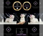 Small #5 Maltese