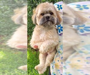 Geoffrey David - Male Shih Tzu Dog for Adoption - Photo #5