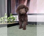 Small Labradoodle