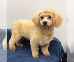 Small Shih Tzu Mix