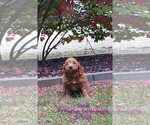 Small Photo #13 Goldendoodle Puppy For Sale in TOPEKA, IN, USA