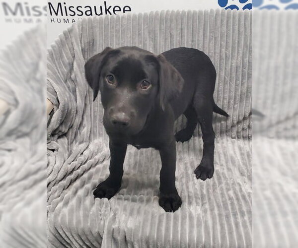 Medium Photo #1 Labrador Retriever Puppy For Sale in Lake City, MI, USA