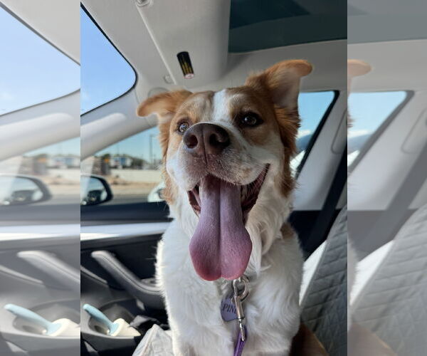 Medium Photo #1 Siberian Husky-Unknown Mix Puppy For Sale in Chandler, AZ, USA