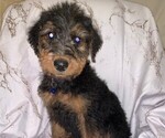 Puppy 9 Airedale Terrier
