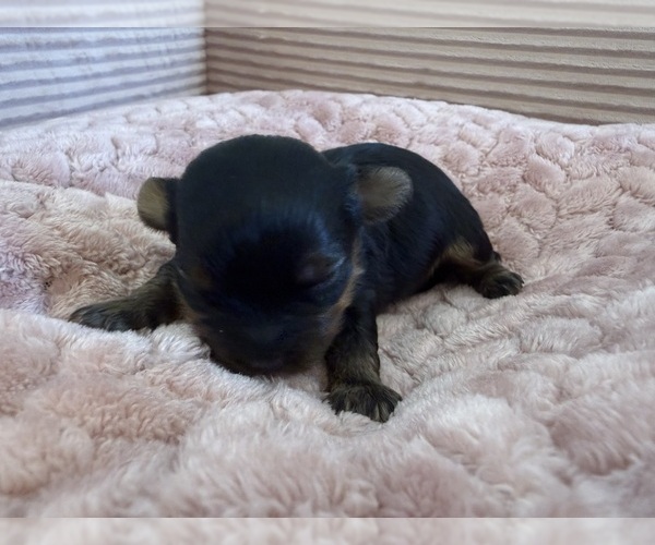 Medium Photo #4 Yorkipoo Puppy For Sale in ARLINGTON, TX, USA