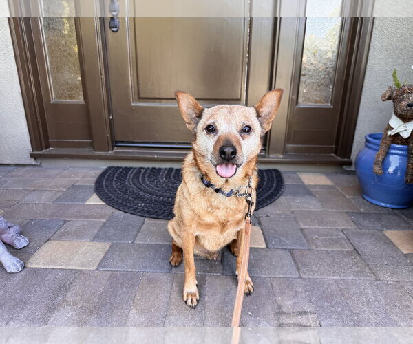 Medium Photo #4 Mutt Puppy For Sale in Santa Clara, CA, USA