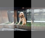 Small Photo #1 Goldendoodle-Poodle (Standard) Mix Puppy For Sale in MODESTO, CA, USA