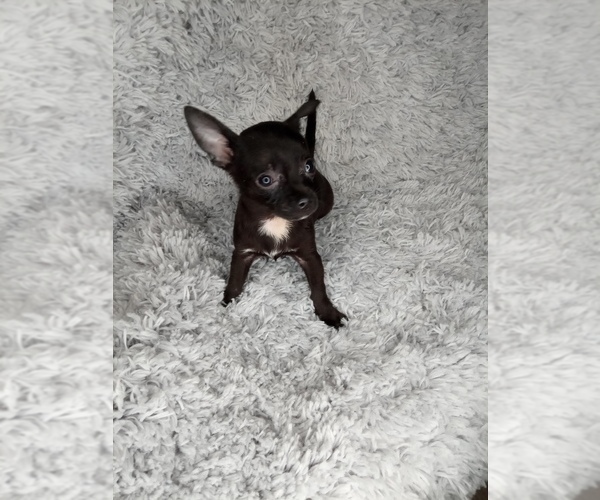 Medium Photo #6 Chihuahua Puppy For Sale in INDIANAPOLIS, IN, USA